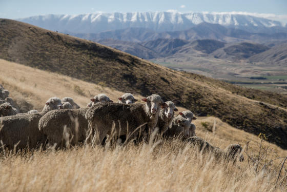 Přírodní fenomén