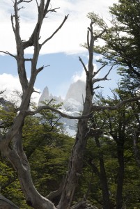 Pohled na Aguja Poincenot, Patagonie